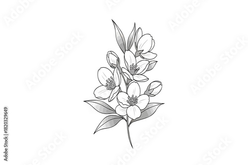 Elegant jasmine flower sketch, perfect for wedding invitations and floral designs