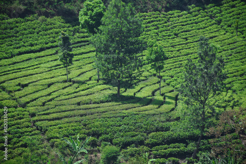 A vast expanse of tea plantations in the hills of the Sirah Kencong area of ​​Blitar, Indonesia