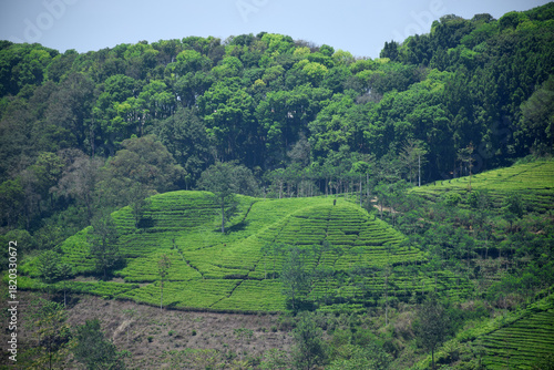 A vast expanse of tea plantations in the hills of the Sirah Kencong area of ​​Blitar, Indonesia
