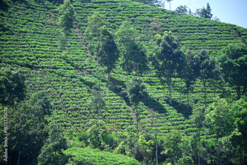A vast expanse of tea plantations in the hills of the Sirah Kencong area of ​​Blitar, Indonesia