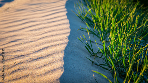 Fototapeta Naklejka Na Ścianę i Meble -  Sunlit sand dunes with rippled patterns next to vibrant green grass, creating a natural contrast in a serene landscape.
