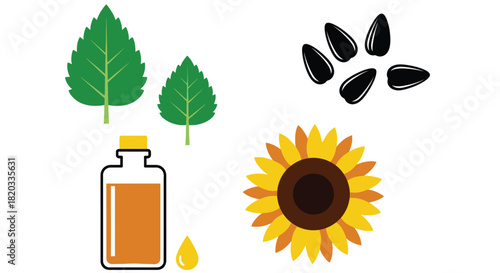 Sunflower seeds oil leaves natural organic health benefits vector