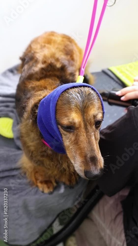 Red dachshund receiving gentle blow-drying from experienced groomer. The calm grooming process emphasizes hygiene, comfort, and professional treatment for small pets. Vertical motion.