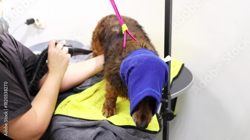 Groomer attentively dries long-haired dachshund with handheld dryer, maintaining a soothing rhythm. Professional grooming scene reflecting care, patience, and pet well-being.