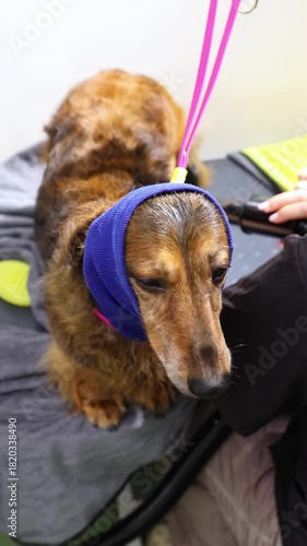 Focused groomer softly blow-dries a small dachshund, ensuring comfort and calmness during the grooming session. Scene showcases attentive pet care and careful coat drying. Vertical shot.