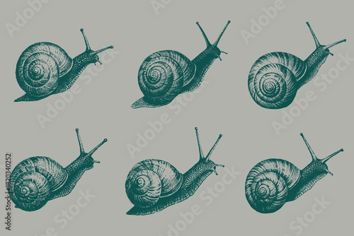 Halftone snail crawling sketch vector illustration. Invertebrate animal in vintage engraving style. Eps 10