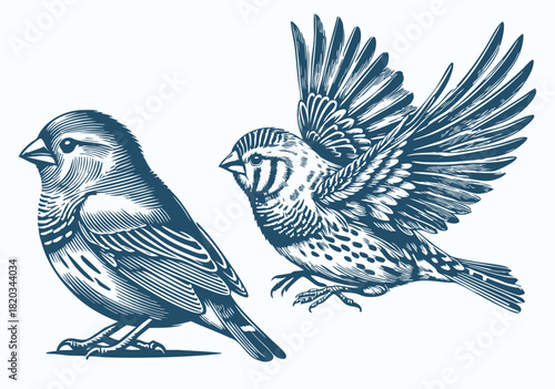 Zebra Finch Bird Vector,  Black and White Engraved Illustration Set