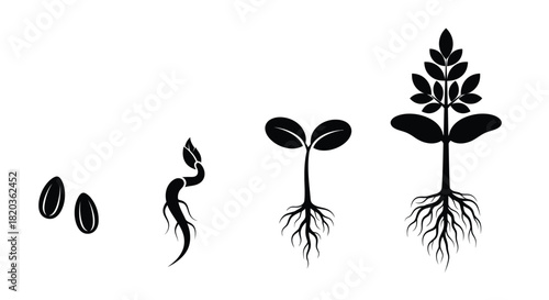 Witness the amazing transformation of seeds sprouting to vibrant plants