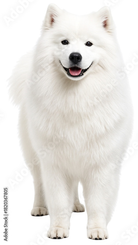 사모예드 (Samoyed)