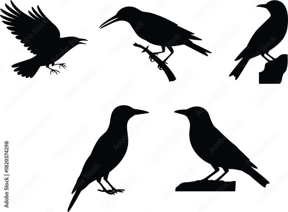 Fototapeta premium Set of black crow silhouettes, raven vector illustration, flying and perching bird collection, isolated wildlife, spooky Halloween symbols.