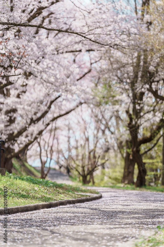 Naklejka premium Tendo Park or Maizuru Park with Sakura Cherry Blossom in Spring season, landmark popular for tourist attractions in Yamagata prefecture, Tohoku, Japan