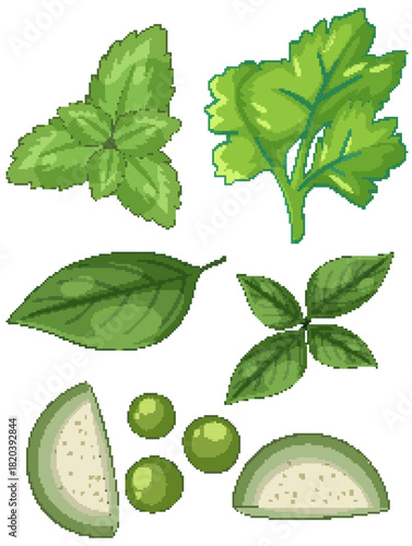 Fresh Asian Herbs and Vegetables Vector Illustration