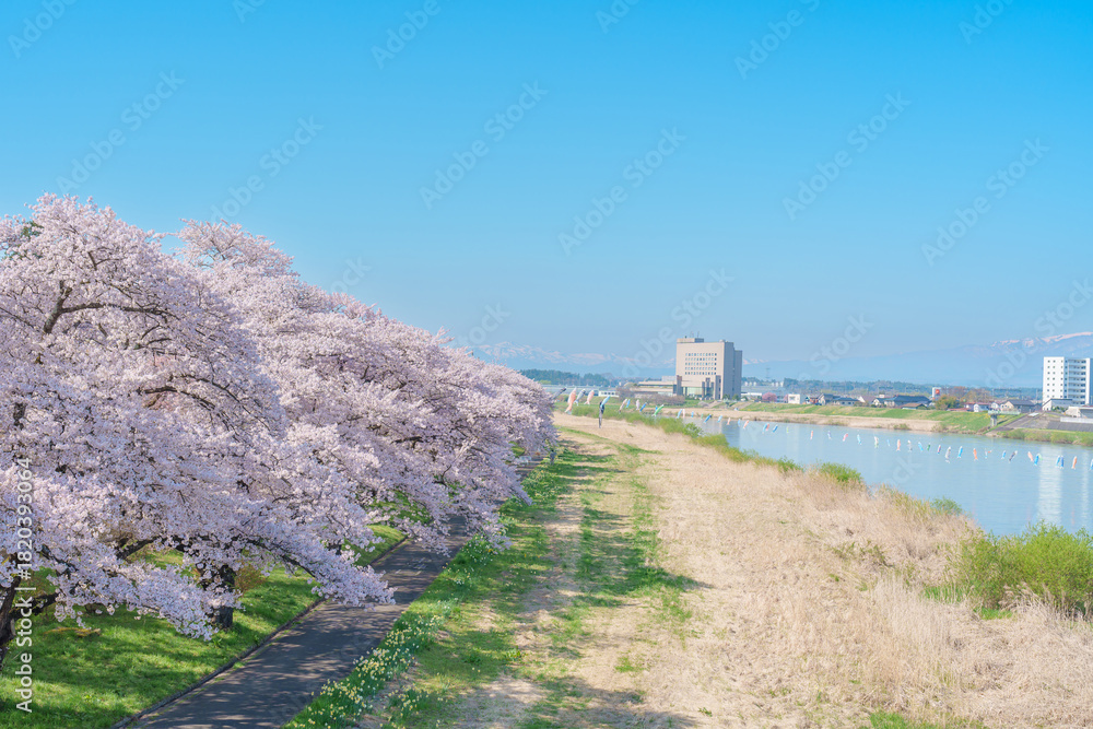 Fototapeta premium Kitakami Tenshochi Park with Sakura Cherry Blossom in Spring, Kitakami festival. Iwate mountain and Kitakami river in Iwate prefecture, Japan. Famous Landmark for Travel and Vacation destination