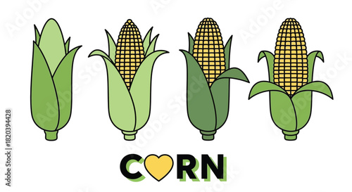 Fresh sweet corn growth stages with delicious yellow kernel and husk