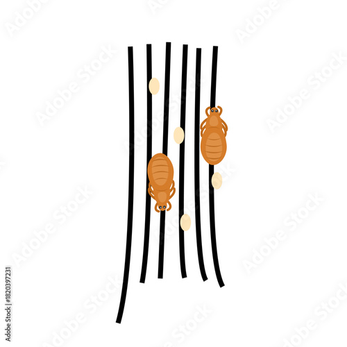 Scratching Head with Lice. Lice infection concept