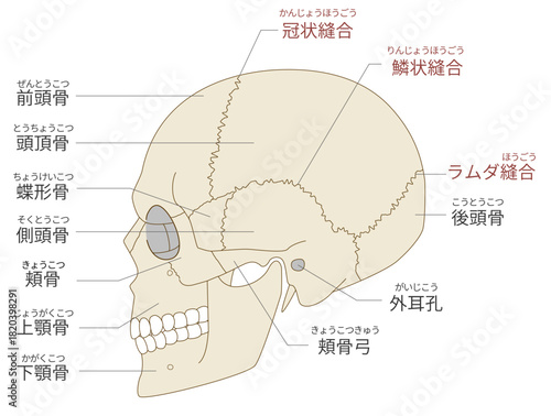 横から見た頭蓋骨の解剖学的な構造図（教育、医療用途向け 日本語解説）
