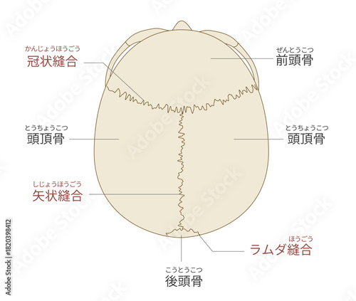 上から見た頭蓋骨の解剖学的な構造図（教育、医療用途向け 日本語解説）
