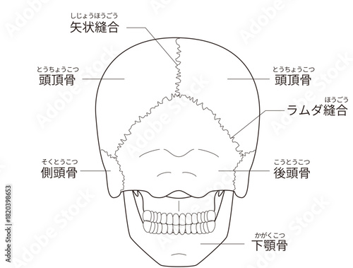後ろから見た頭蓋骨の解剖学的な構造図（ 日本語解説）
