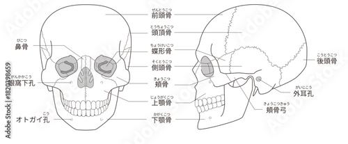 白黒印刷用　正面と横から見た頭蓋骨の解剖学的な構造図（教育、医療用途向け 日本語解説）
