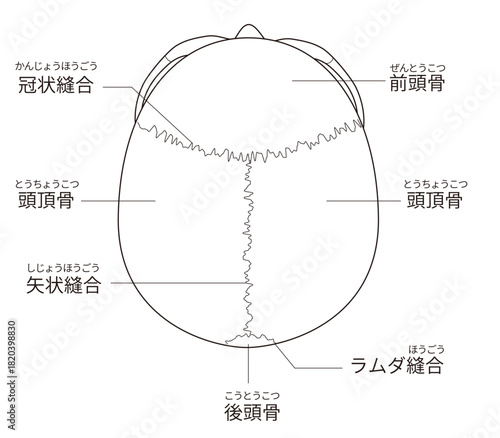 白黒印刷用　上から見た頭蓋骨の解剖学的な構造図（教育、医療用途向け 日本語解説）