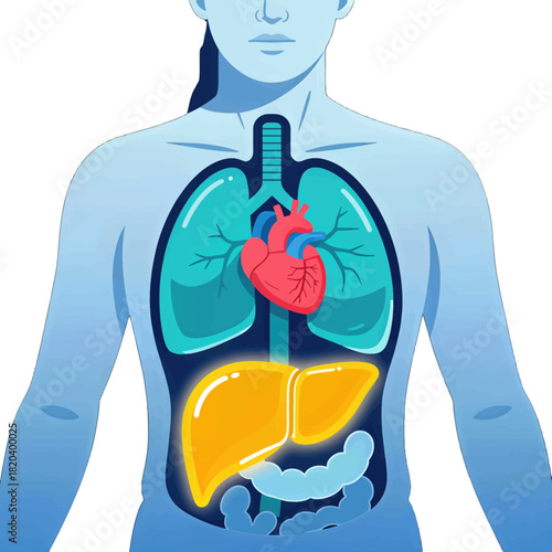 Human Anatomy with Heart Lungs and Liver Illustration