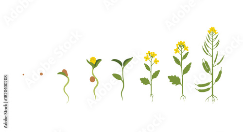 Visual representation of the rapeseed plant's life cycle, from tiny seed to seedling, flowering, and forming seed pods.