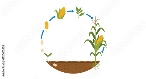 Illustration of the complete life cycle of corn, from seed germination and seedling growth to a mature plant with an ear, forming a continuous cycle.