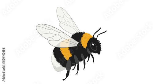 Detailed illustration of a fuzzy black and yellow bumblebee with transparent wings in mid-flight against a clean white background.