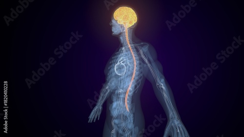Human brain anatomy in yellow colour. 3d render