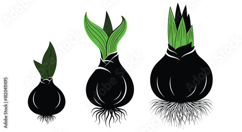 Watch bulbs transform into vibrant green life for spring projects