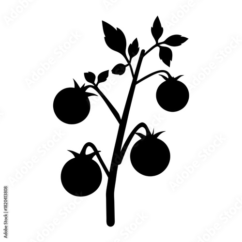 A silhouette illustration of a tomato plant with ripening tomatoes on branches