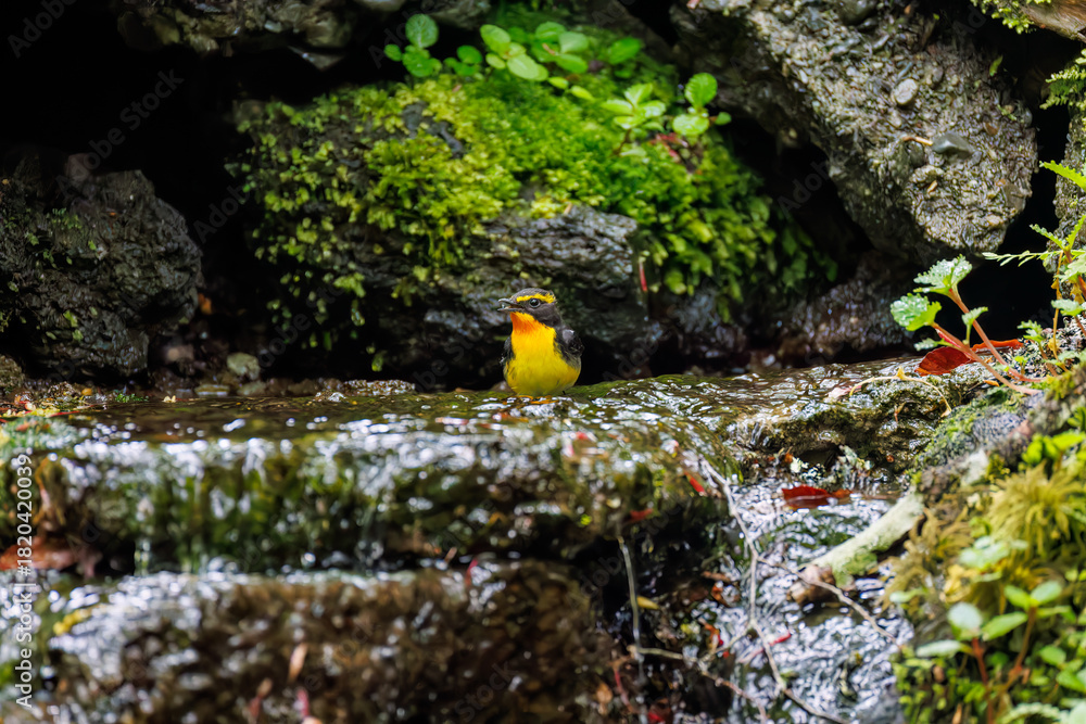 Obraz premium キビタキ, Narcissus Flycatcher, Ficedula narcissina, ヒタキ科 山梨県富士吉田市大洞の水場-2025 山中湖の別荘地内にある水場。 崖から美しい清水が湧くポイントで、古くから登山者が水を飲んだり、野鳥が水浴びをしたりする。 