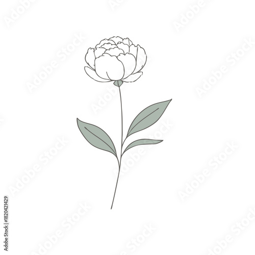 Print    Minimalist Illustration of Single Flower Stem - Elegant and Clean Botanical Design