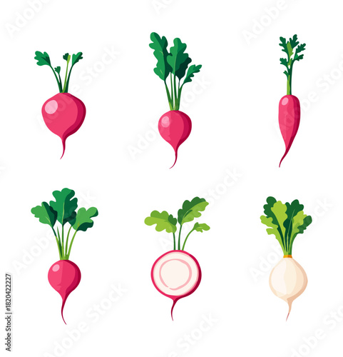 Illustrated radish collection with leafy greens isolated on black background