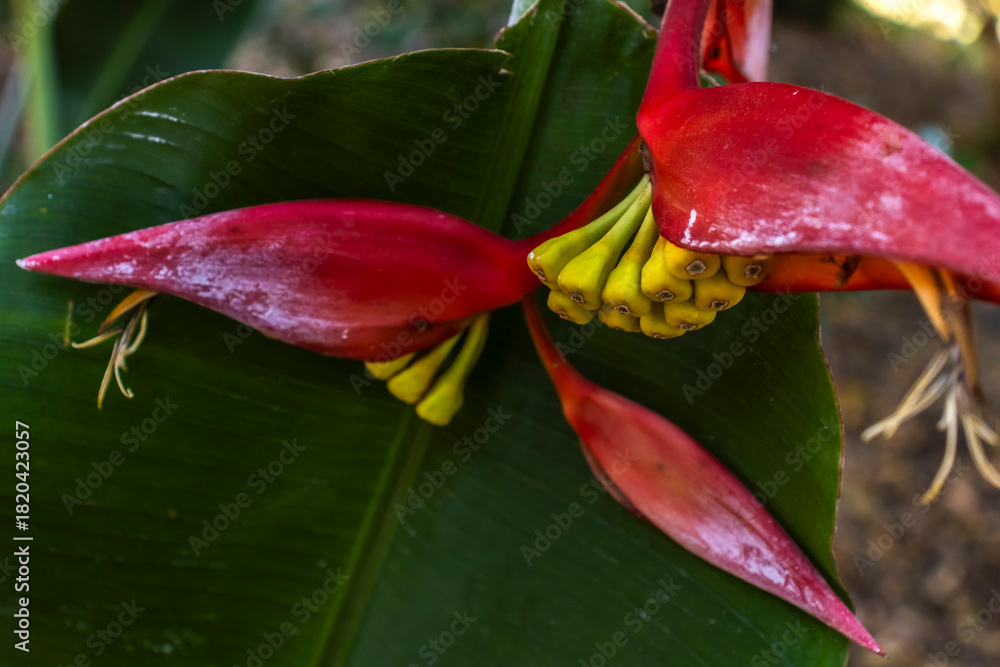 Obraz premium Close-up of Heliconia psittacorum, showcasing its vibrant red and yellow bracts and intricate floral structure in Brazil. A tropical beauty.