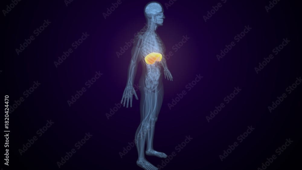 Obraz premium Male diaphragm anatomy. 3d render