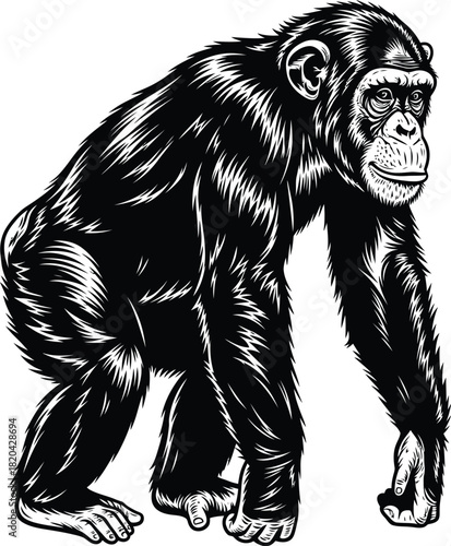 Vector illustration of chimpanzee black and white primate ape drawing eps silhouette