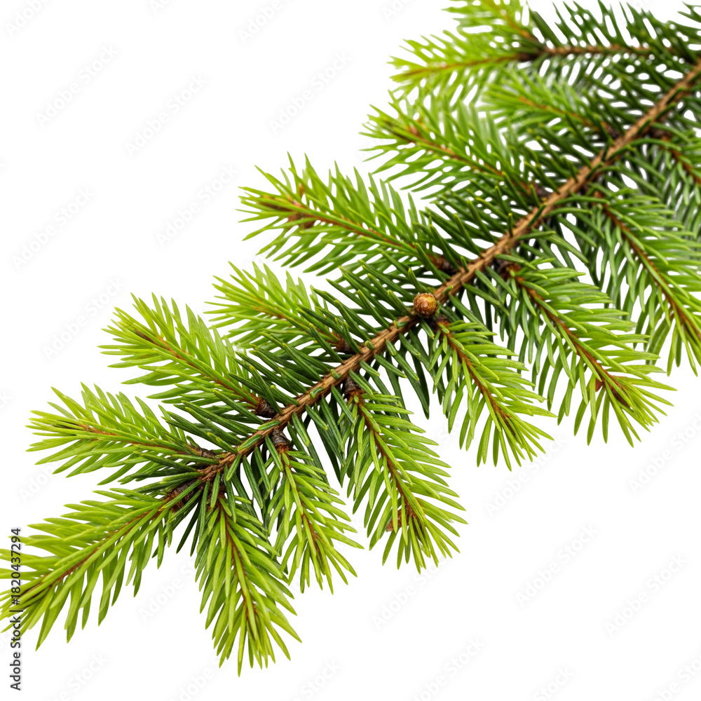 Obraz premium christmas tree branch
