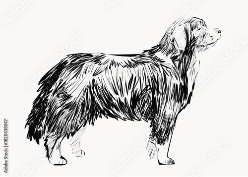 Bernese Mountain Dog animal illustration vector