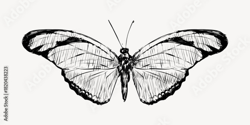 Julia butterfly animal illustration vector