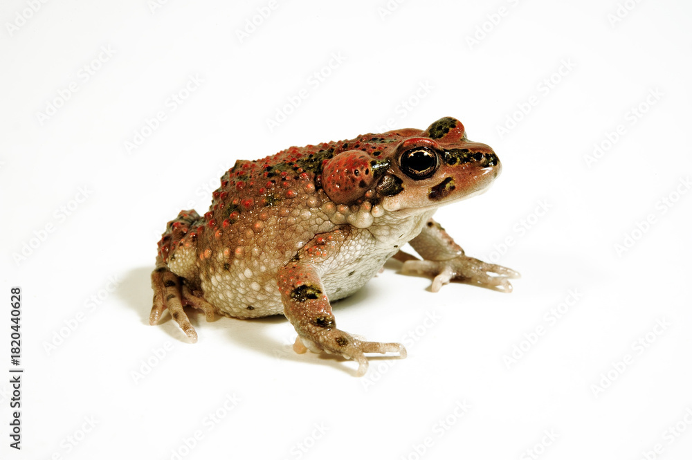 Fototapeta premium Atlaskröte // Brongersma's toad, Tiznit toad (Barbarophryne brongersmai) - Marokko