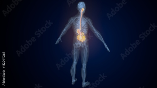 Tableau sur toile Male digestive system. 3d illustrations