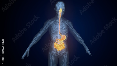Tableau sur toile Male digestive system. 3d illustrations