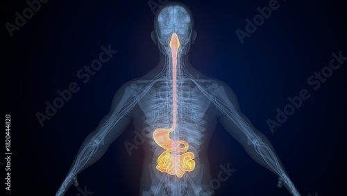 Fotografia Male digestive system. 3d illustrations