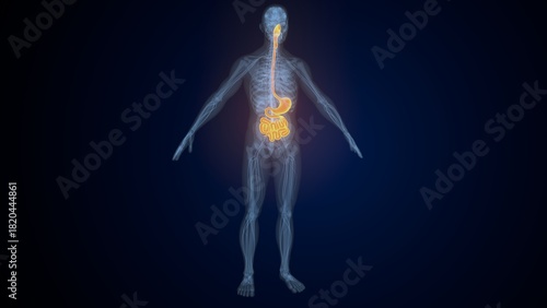 Fotografie Male digestive system. 3d illustrations