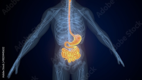 Εκτύπωση καμβά Male digestive system. 3d illustrations