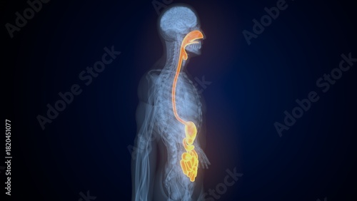 Photos Male digestive system. 3d illustrations