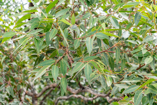 Eucalyptus robusta, commonly known as swamp mahogany or swamp messmate. Mauʻumae Ridge Trail (Puʻu Lanipō), Honolulu, Oahu, Hawaii. Koʻolau Range(windward shield volcano). 