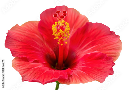 A vibrant red hibiscus flower isolated on a transparent background, showcasing its delicate petals and intricate stamen