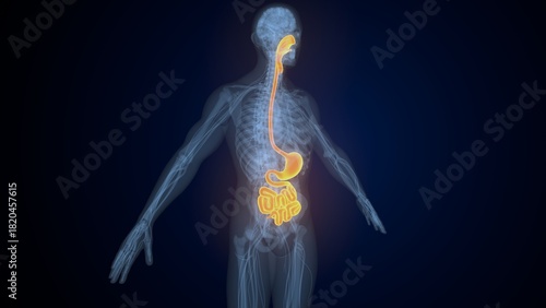 Fotografia Male digestive system. 3d illustrations